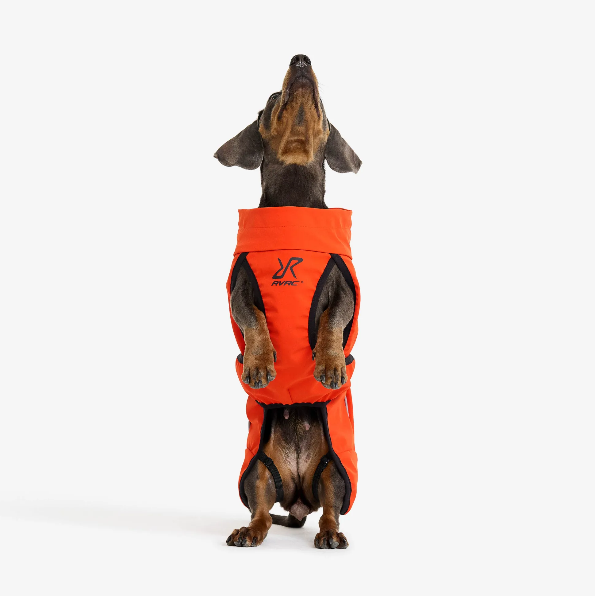 Cyclone Dog Jacket Koira